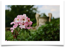 Pretty on Pink - Martin Ellison